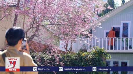 Hoa Mai anh đào Đà Lạt nở bừng sắc xuân