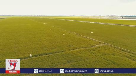 Gạo Việt khẳng định giá trị với thế giới