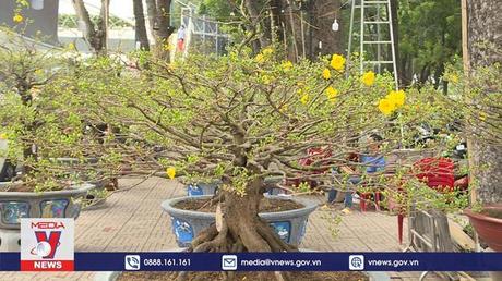 Hoa kiểng 3 miền đón xuân phương Nam