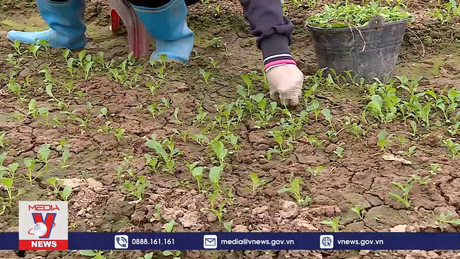 Rau vụ Xuân không còn phải giải cứu