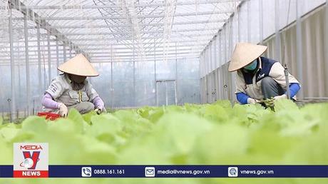 Lao động nông thôn trở về với nông nghiệp