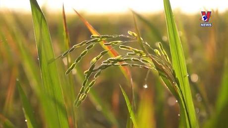 Bản tin tiếng Trung ngày 25/01/2023