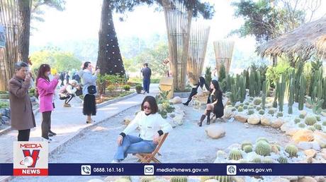 Cao nguyên Mộc Châu đón hàng vạn lượt khách du Xuân