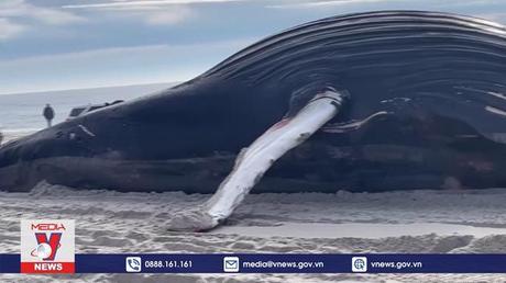 Cá voi lưng gù dạt vào bờ biển New York