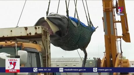 Máy bán thịt cá voi tự động thổi bùng cuộc tranh luận tại Nhật Bản