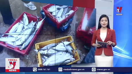 Ngư dân Quảng Trị được mùa biển đầu vụ