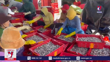 Ngư dân tỉnh Quảng Ngãi liên tục trúng đậm “lộc biển”