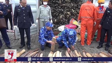 Hải Phòng bắt giữ gần nửa tấn ngà voi nhập lậu