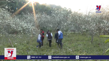  Mê mẩn sắc hoa mận dưới thung lũng Phiêng Ban