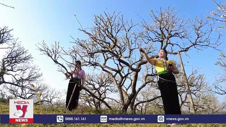 Vẻ đẹp tinh khôi của hoa mận trên cao nguyên Mộc Châu