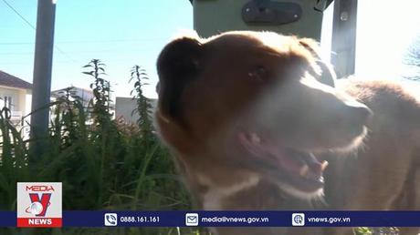 “Cụ” chó cao tuổi nhất thế giới