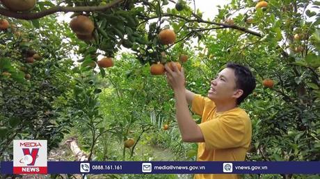 Giá quýt hồng Lai Vung cuối vụ giảm