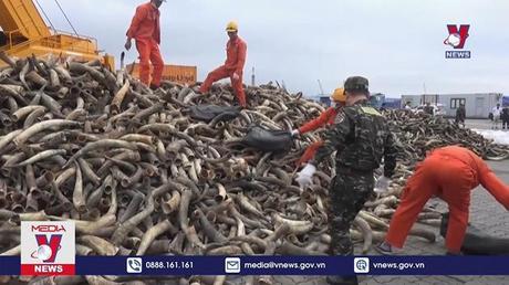 Bộ Tư lệnh Vùng CSB 1 liên tiếp bắt giữ ngà voi nhập lậu