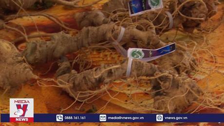 Khai mạc Phiên chợ Sâm Ngọc linh, các dược liệu khác gắn với du lịch huyện Tu Mơ Rông