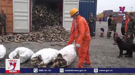  Bộ Tư lệnh Vùng CSB 1 liên tiếp bắt giữ ngà voi nhập lậu