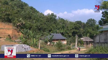 Người dân vùng biên Thanh Hoá trồng cây vầu giảm nghèo