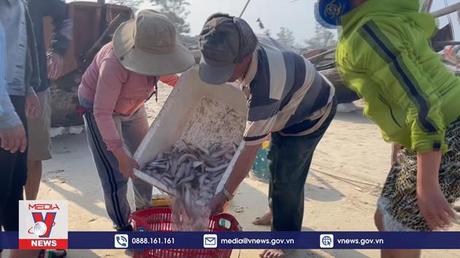 Ngư dân Quảng Trị được mùa vụ cá khoai