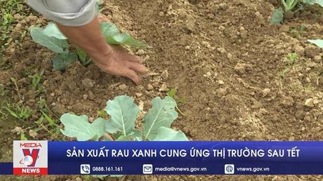 Sản xuất rau xanh cung ứng thị trường sau Tết