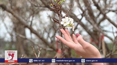 Sắc hoa tràn ngập Thủ đô