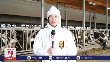 Độc đáo trang trại bò sữa thân thiện ở Nhật Bản