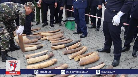 Thu giữ hàng trăm kg ngà voi châu Phi