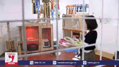 Thú chơi mèo độc lạ