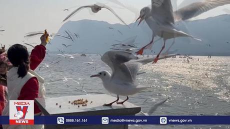 Độc đáo “Vương quốc hải âu” tại Côn Minh, Trung Quốc