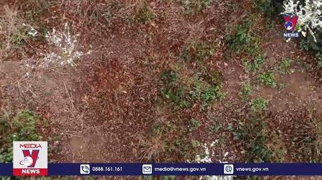 Cây cà phê tại Sơn La bị thiệt hại nặng nề do sương muối