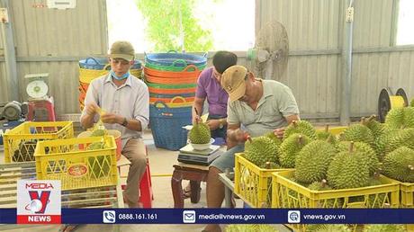 Nhu cầu cao, giá sầu riêng tăng vọt