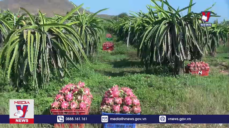 Xuất khẩu thanh long ngưng trệ vì vướng bản quyền giống 