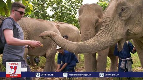 Cách các nước châu Á làm du lịch thân thiện với voi