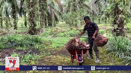 Indonesia và Malaysia hợp tác bảo vệ lợi ích trong ngành dầu cọ