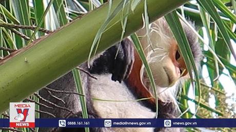 Bảo vệ 3 cá thể voọc chà vá chân xám quý hiếm tại Phú Yên