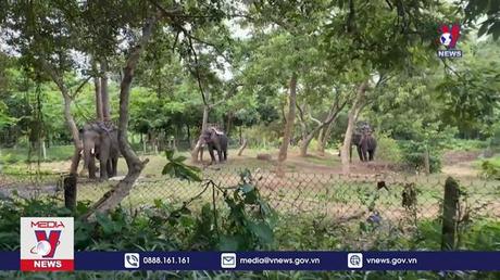 Đàn voi ở Buôn Đôn chính thức dừng cõng khách 