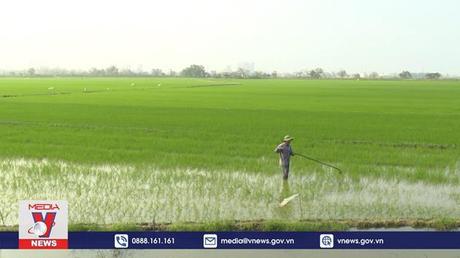 Thừa Thiên – Huế phục hồi lúa Đông Xuân bị thiệt hại