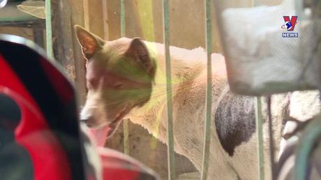 Câu chuyện sức khỏe: Điều trị dự phòng bệnh dại đúng cách