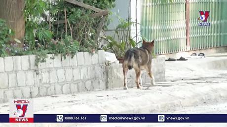 Sau Tết, gần 100 trường hợp bị chó, mèo cắn
