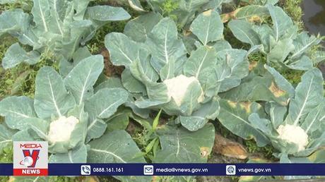 Mô hình trồng rau hữu cơ trên cát ở Quảng Bình