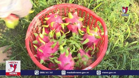 Không có mã số vùng trồng, thanh long bị dừng đi Nhật Bản 