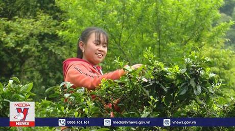 Phát triển thương hiệu chè Shan tuyết cổ thụ Tà Xùa