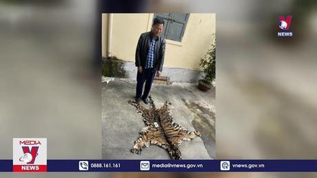 Nghệ An khởi tố ba đối tượng mua bán 9 bộ da hổ