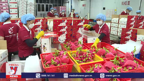 Không có mã vùng trồng, thanh long ruột đỏ bị dừng đi Nhật