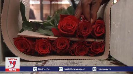 Một mùa Valentine ảm đạm với các doanh nghiệp hoa hồng ở Kenya