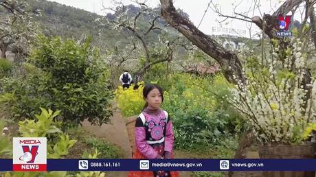 Mùa hoa xuân trên cao nguyên Mộc Châu