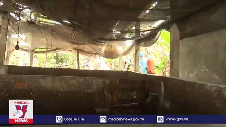 Hỗ trợ hộ chăn nuôi tiêu hủy lợn mắc bệnh