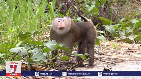 Hợp tác ngăn chặn buôn bán động vật hoang dã