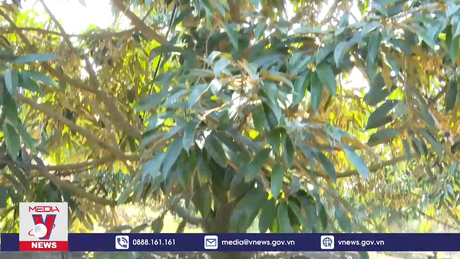 Gia Lai định hướng xuất khẩu sầu riêng chính ngạch