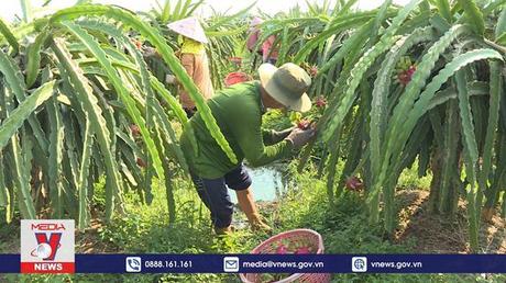 Xung quanh chuyện xuất khẩu thanh long ruột đỏ qua Nhật