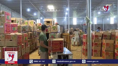 Sầu riêng Việt có thể mang về 1 tỷ USD