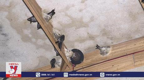 Hội nghị đánh giá tình hình nuôi chim yến phục vụ xuất khẩu